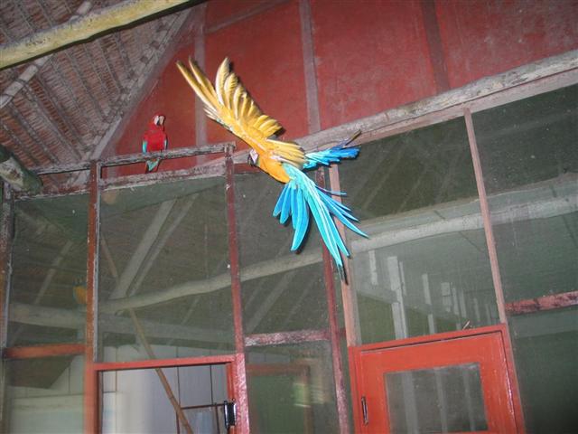iquitos