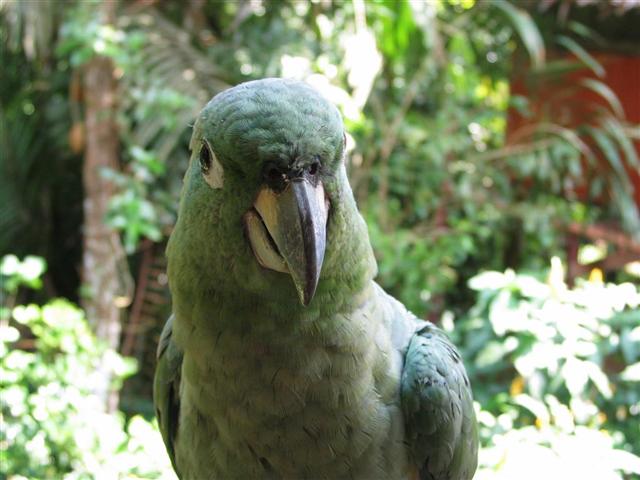 iquitos