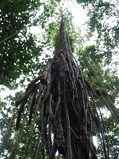 iquitos